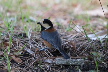 Varied Tit Hattori Ryokuchi Park Fri, 2/28/2020