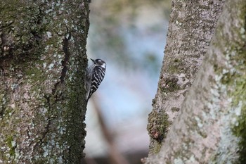 Japanese Pygmy Woodpecker Hattori Ryokuchi Park Fri, 2/28/2020