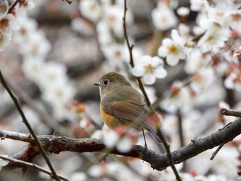 ルリビタキ 北本自然観察公園 2020年3月4日(水)