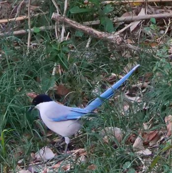 Azure-winged Magpie Unknown Spots Unknown Date