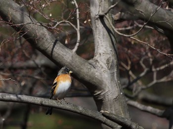 アトリ 八柱霊園 2016年1月31日(日)