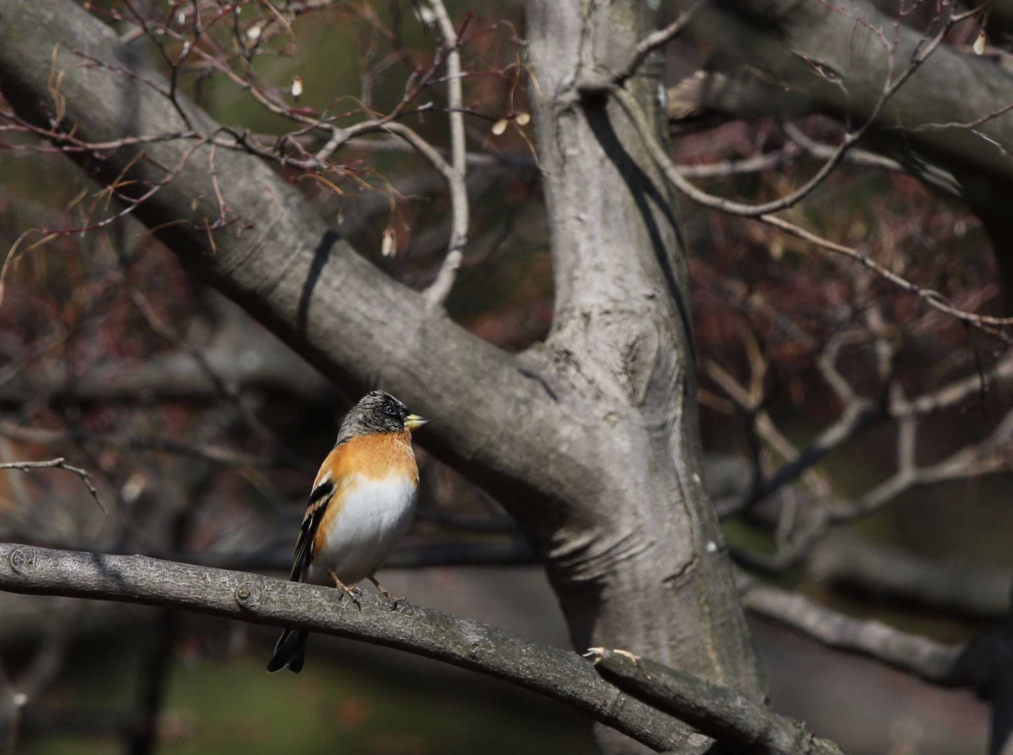 Brambling