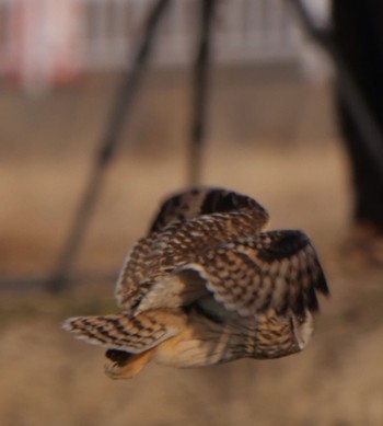 Short-eared Owl Unknown Spots Unknown Date