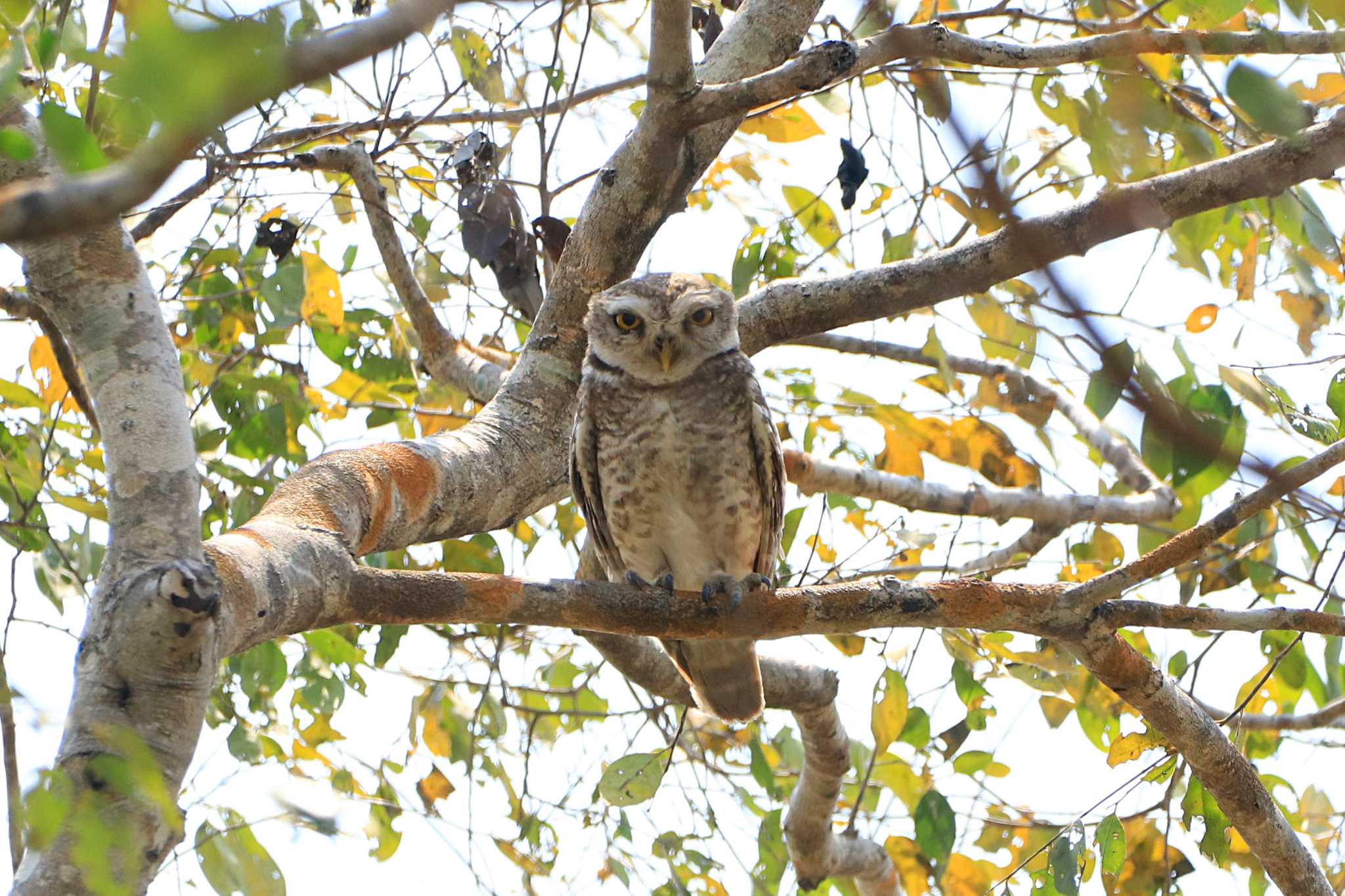 Ang Trapeang Thmor インドコキンメフクロウの写真 by とみやん