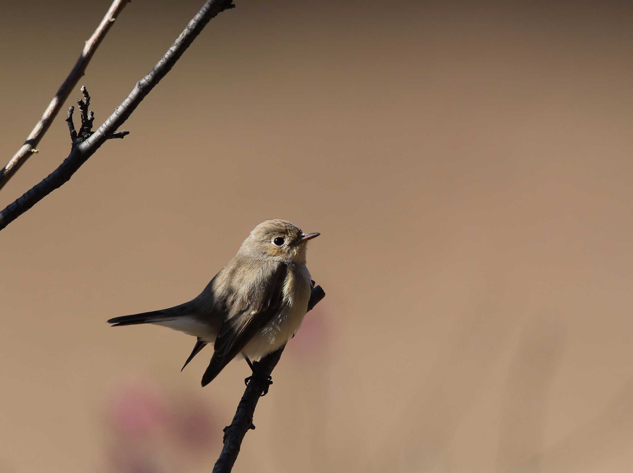 Taiga Flycatcher