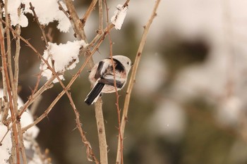 Long-tailed tit(japonicus) Tomakomai Experimental Forest Tue, 3/3/2020