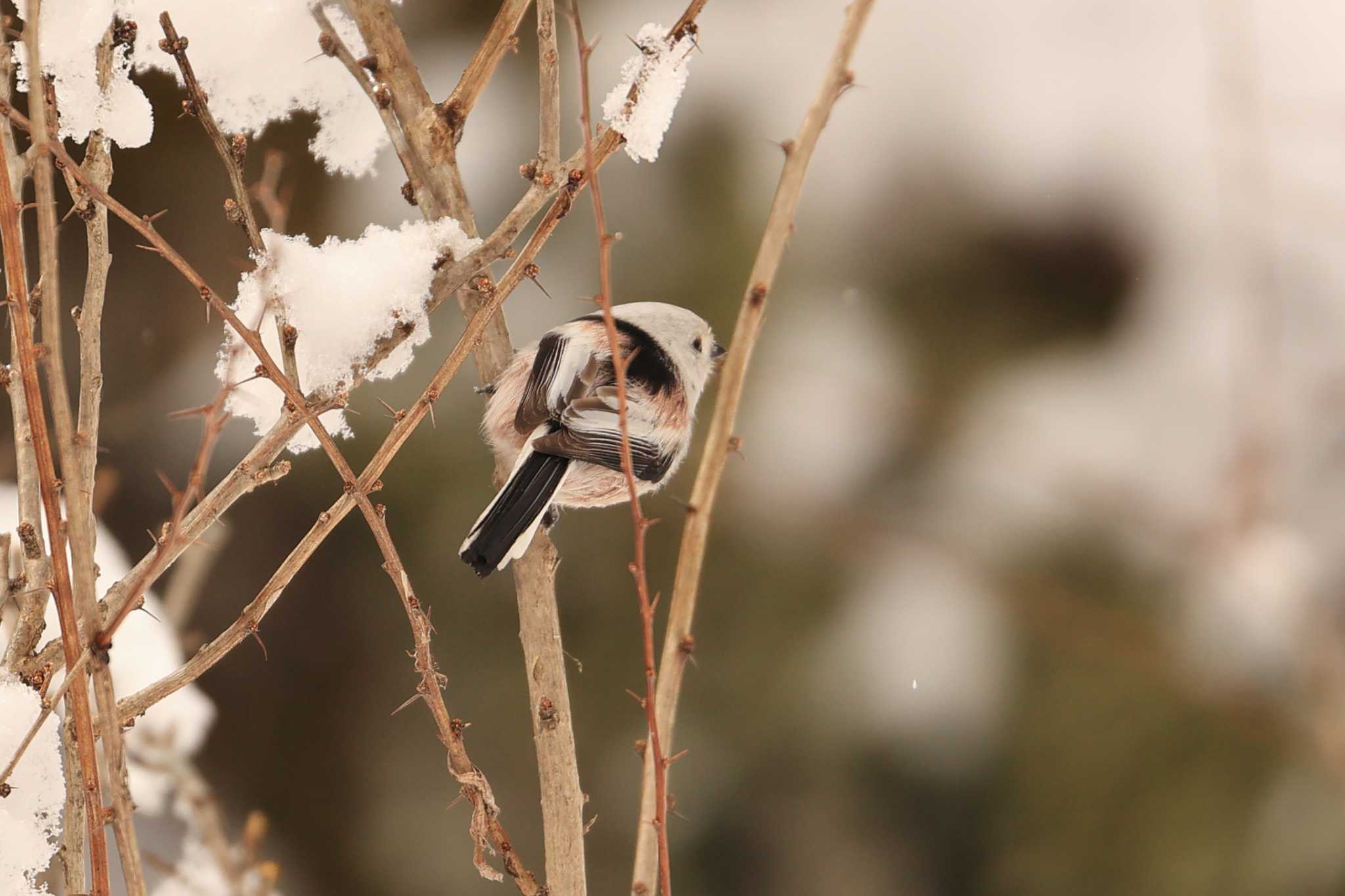 Photo of Long-tailed tit(japonicus) at Tomakomai Experimental Forest by かちこ