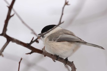 ハシブトガラ 北大研究林(北海道大学苫小牧研究林) 2020年3月3日(火)