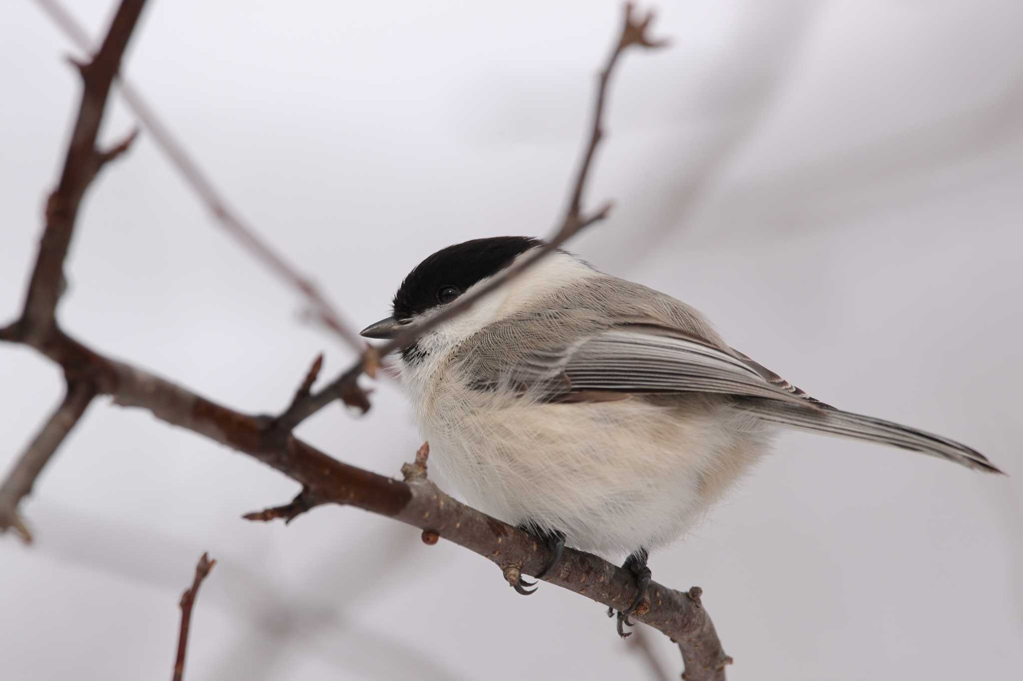 Photo of Marsh Tit at Tomakomai Experimental Forest by かちこ