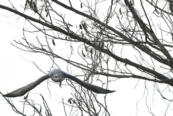 Eurasian Goshawk 東京都多摩地域 Wed, 2/12/2020