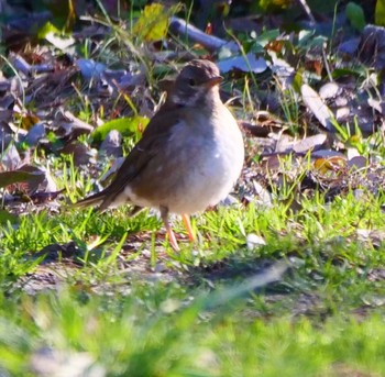 Pale Thrush Unknown Spots Unknown Date