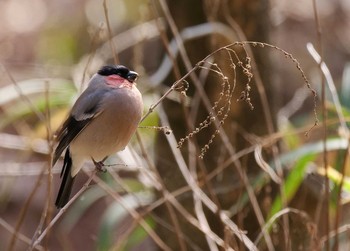 Eurasian Bullfinch(rosacea) 群馬県桐生市  Sun, 3/1/2020