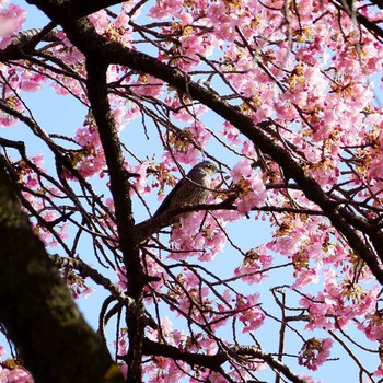 Brown-eared Bulbul 前橋　敷島公園 Sun, 3/1/2020