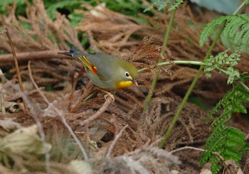 Red-billed Leiothrix Yatoyama Park Thu, 1/2/2020