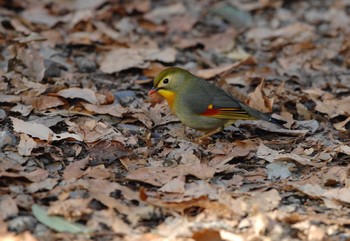 ソウシチョウ 座間谷戸山公園 2020年1月2日(木)