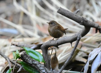 2020年2月2日(日) 北本自然観察公園の野鳥観察記録