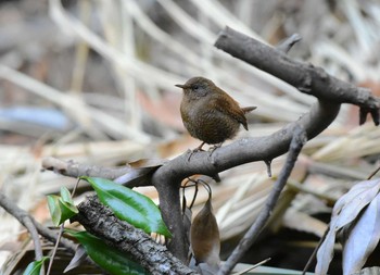 Sun, 2/2/2020 Birding report at Kitamoto Nature Observation Park