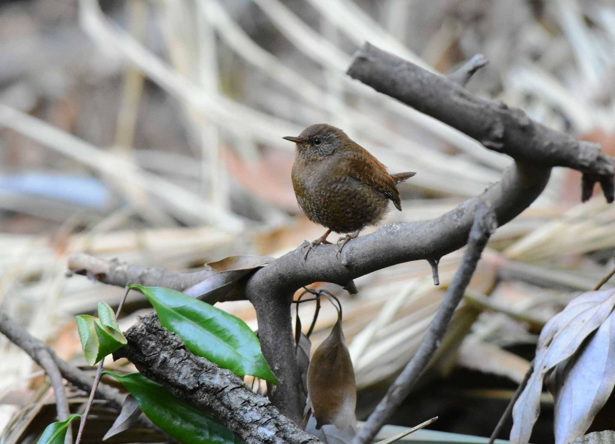 Eurasian Wren