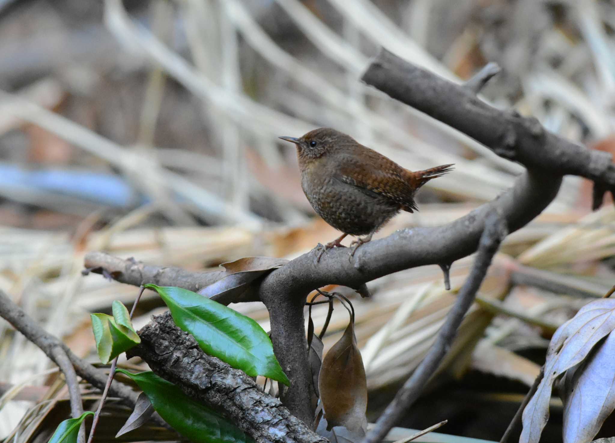 Eurasian Wren