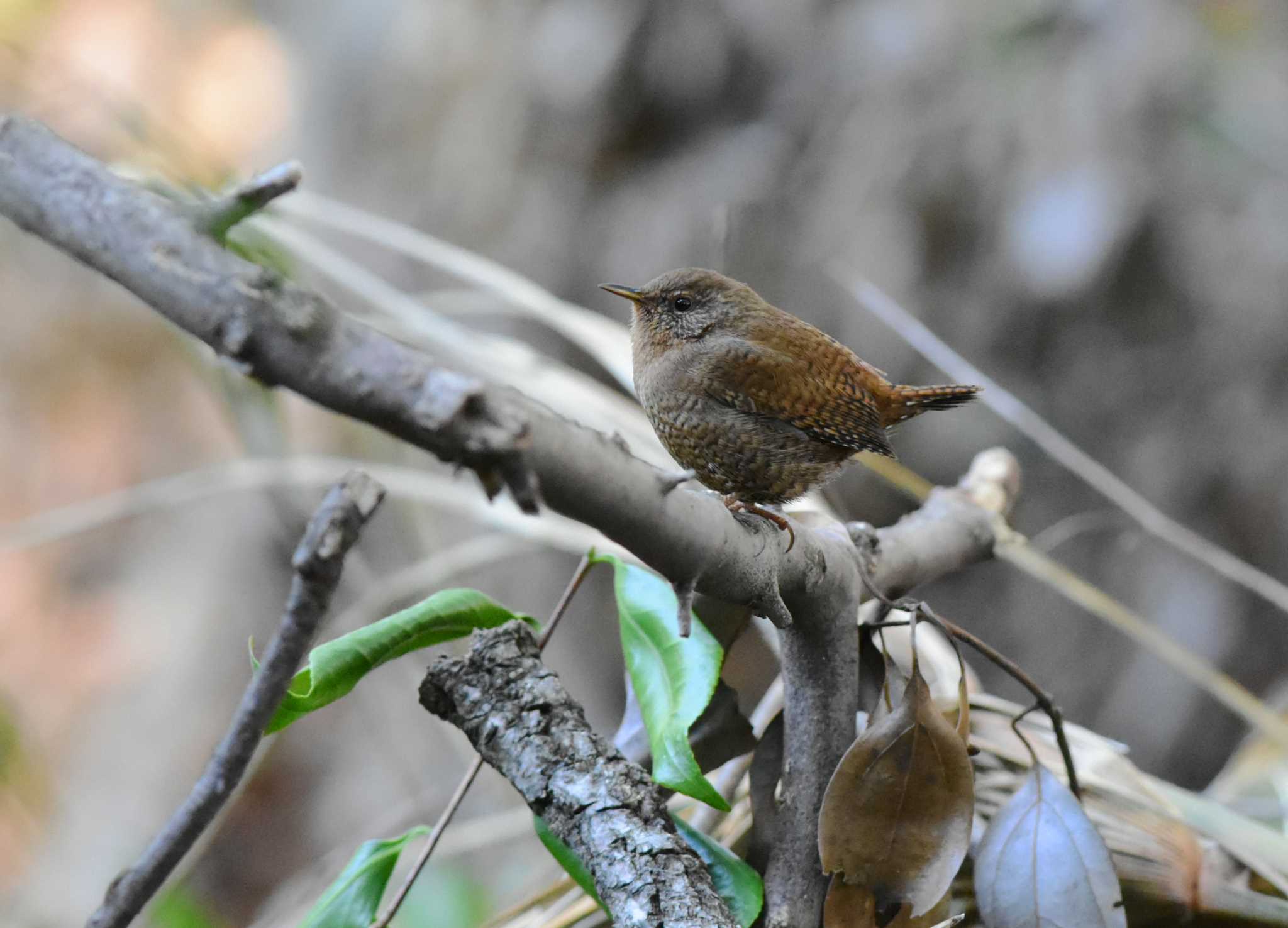 Eurasian Wren