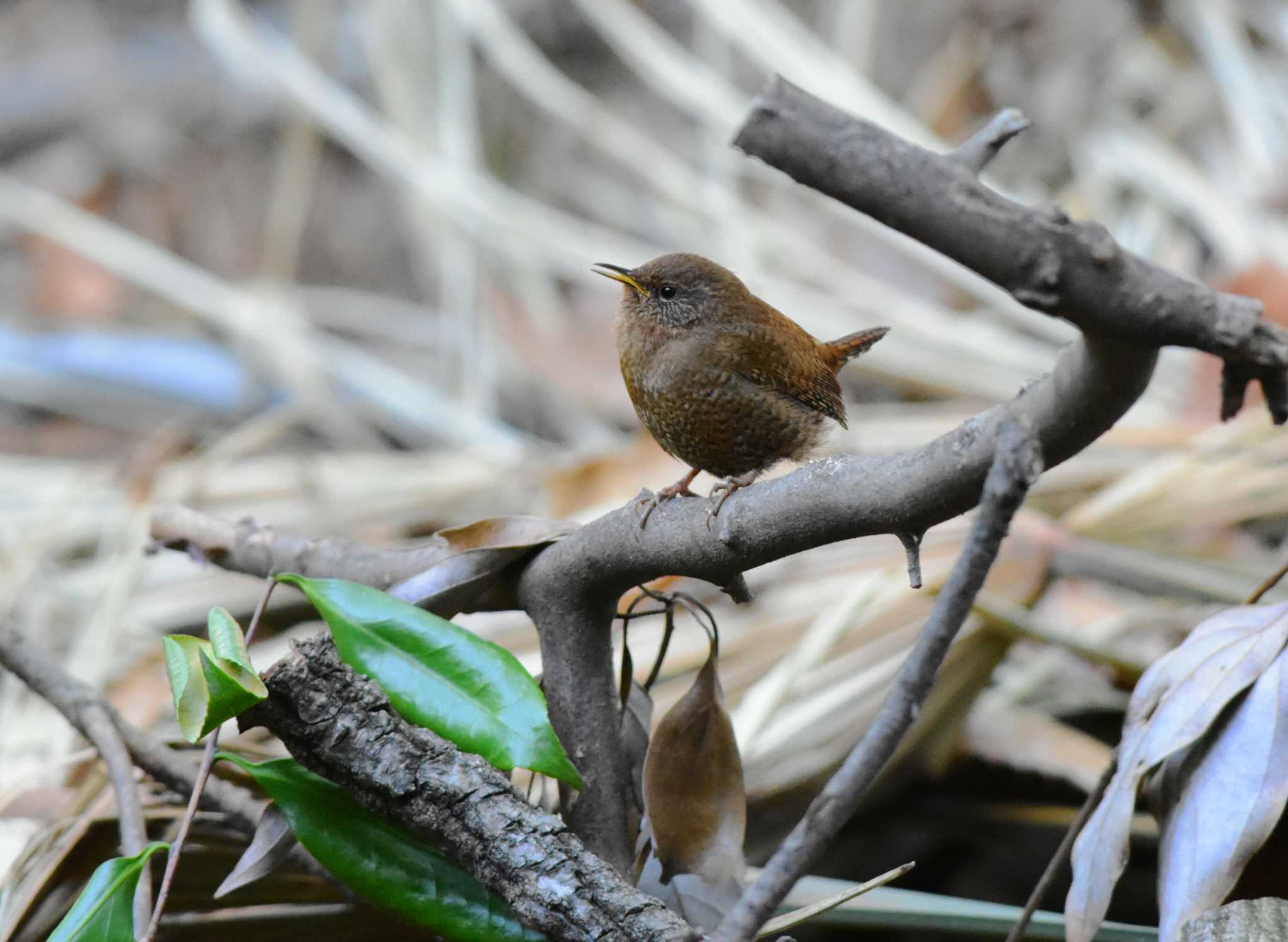 Eurasian Wren