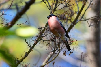 Eurasian Bullfinch(rosacea) Showa Kinen Park Wed, 2/19/2020