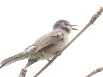 Sun, 3/1/2020 Birding report at 沖縄県国頭郡古宇利島