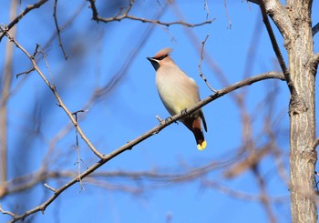 Tue, 2/11/2020 Birding report at ひろせ野鳥の森