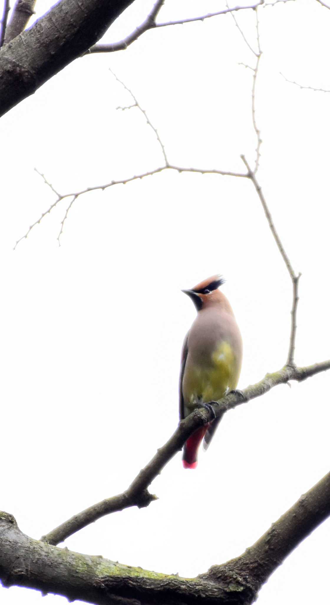 Photo of Japanese Waxwing at 神奈川県横浜市 by とり撮り4010