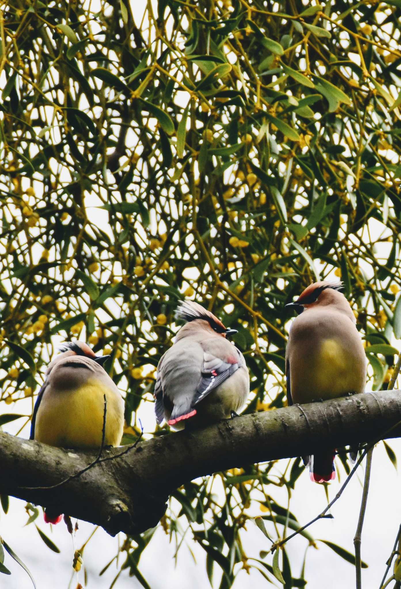 Photo of Japanese Waxwing at 神奈川県横浜市 by とり撮り4010