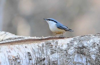 Sun, 3/1/2020 Birding report at Saitama Prefecture Forest Park