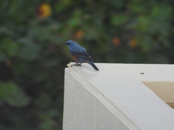 Blue Rock Thrush 沖縄県恩納村 Tue, 3/3/2020