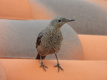 Blue Rock Thrush 沖縄県恩納村 Tue, 3/3/2020