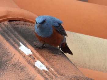 Blue Rock Thrush 沖縄県恩納村 Tue, 3/3/2020