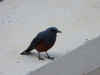 Blue Rock Thrush 沖縄県恩納村 Tue, 3/3/2020