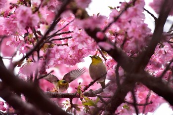 メジロ 静岡県下田市 2020年2月15日(土)