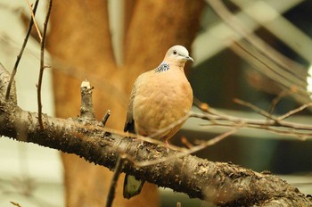 Spotted Dove 台湾 Thu, 2/20/2020