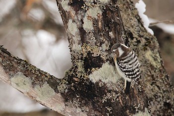 Japanese Pygmy Woodpecker(seebohmi) Tomakomai Experimental Forest Mon, 3/2/2020