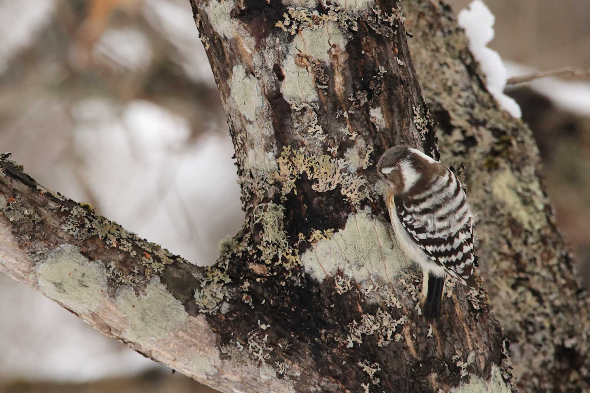 Photo of Japanese Pygmy Woodpecker(seebohmi) at Tomakomai Experimental Forest by かちこ