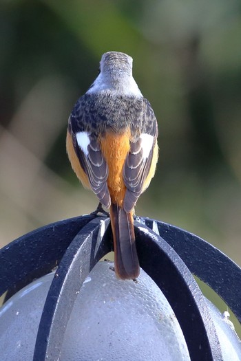 Daurian Redstart 大室公園 Tue, 3/3/2020