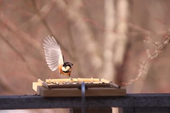 Varied Tit Yamanakako Lake Sat, 2/8/2020