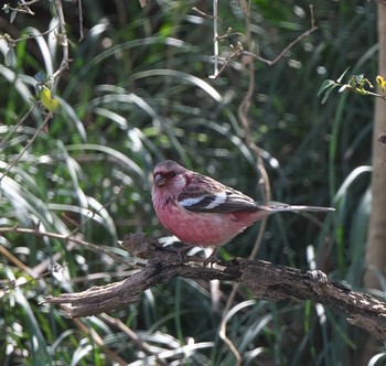 Siberian Long-tailed Rosefinch 埼玉県 Sun, 2/23/2020