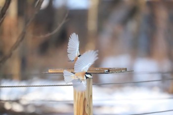 Varied Tit Yamanakako Lake Tue, 12/31/2019