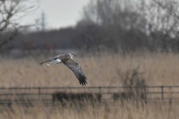 Eastern Marsh Harrier Watarase Yusuichi (Wetland) Sat, 2/22/2020