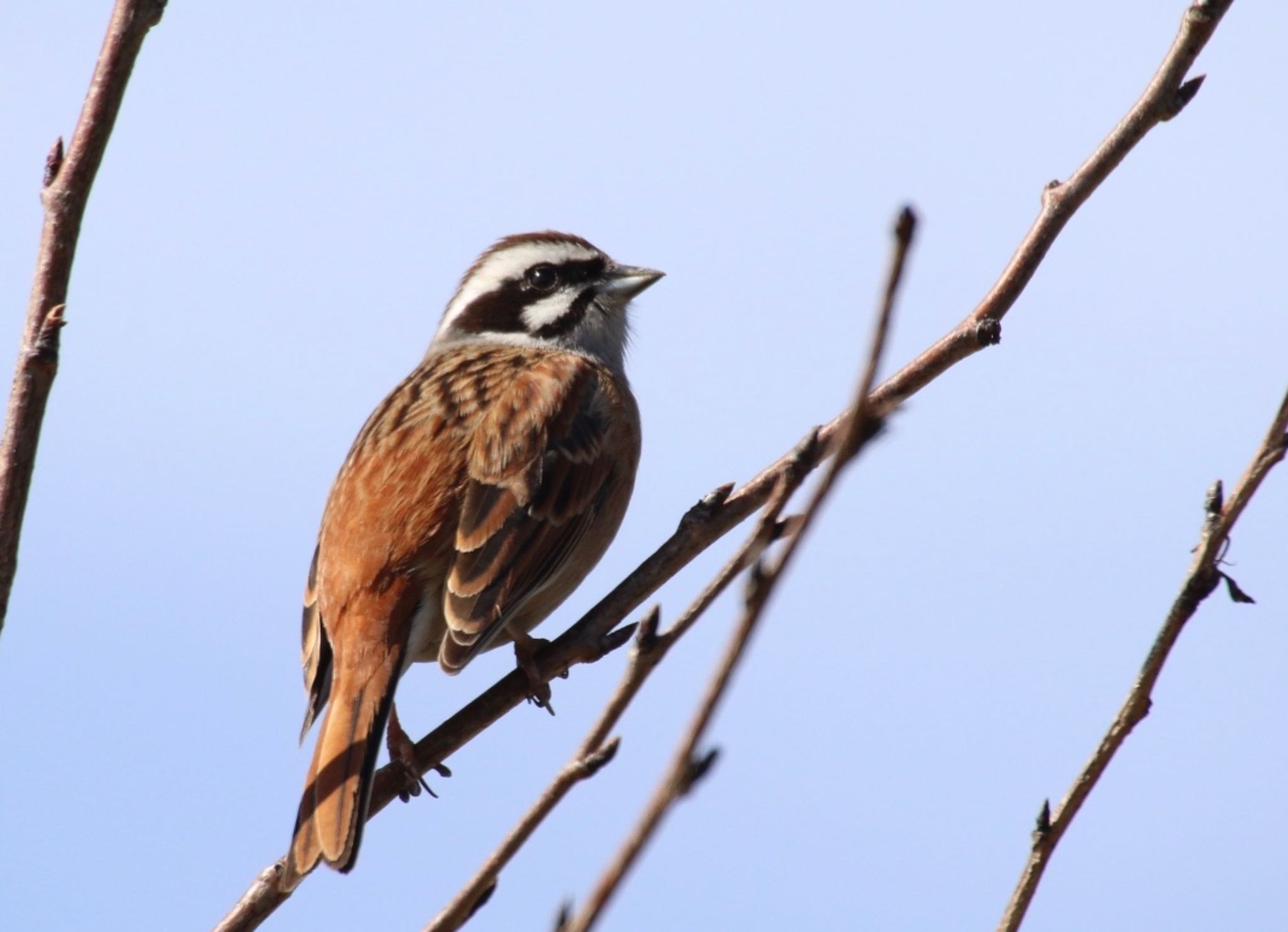 Photo of Meadow Bunting at 観音崎公園 by ken3