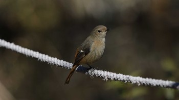 2016年2月7日(日) 東京大学附属植物園の野鳥観察記録