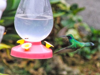 Mexican Violetear