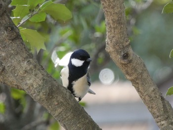 2020年3月5日(木) 自宅庭の野鳥観察記録