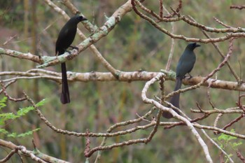 Racket-tailed Treepie Khao Mai Keao Reservation Park Thu, 3/5/2020