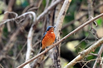 White-throated Rock Thrush Angkor Wat Mon, 2/24/2020